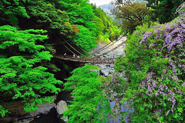 SCENIC BEAUTY