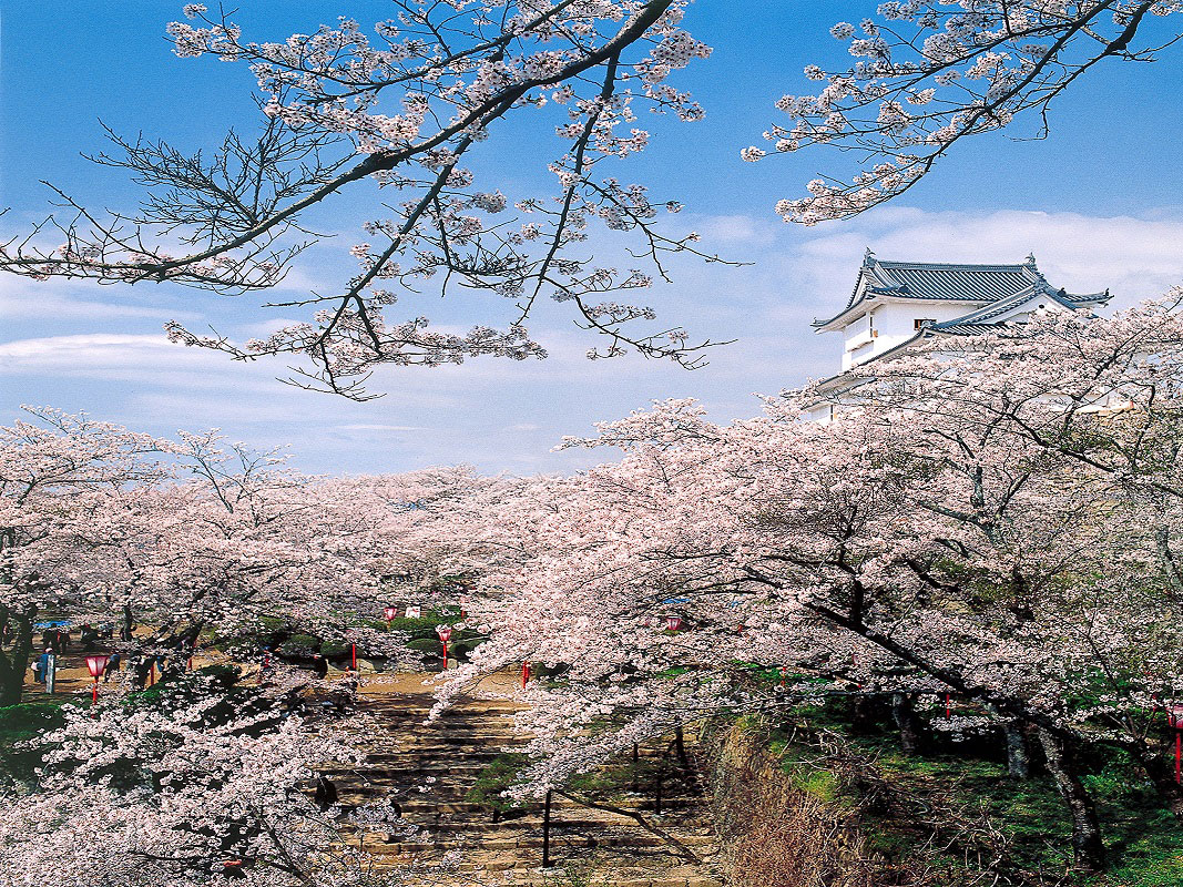 Tsuyama Castle (Kakuzan Park)_3