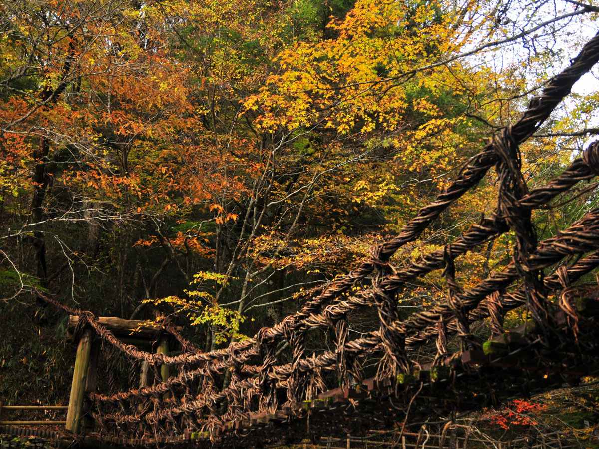 Oku-Iya Double Vine Bridges_4