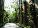 Kochi Prefectural Makino Botanical Garden_4