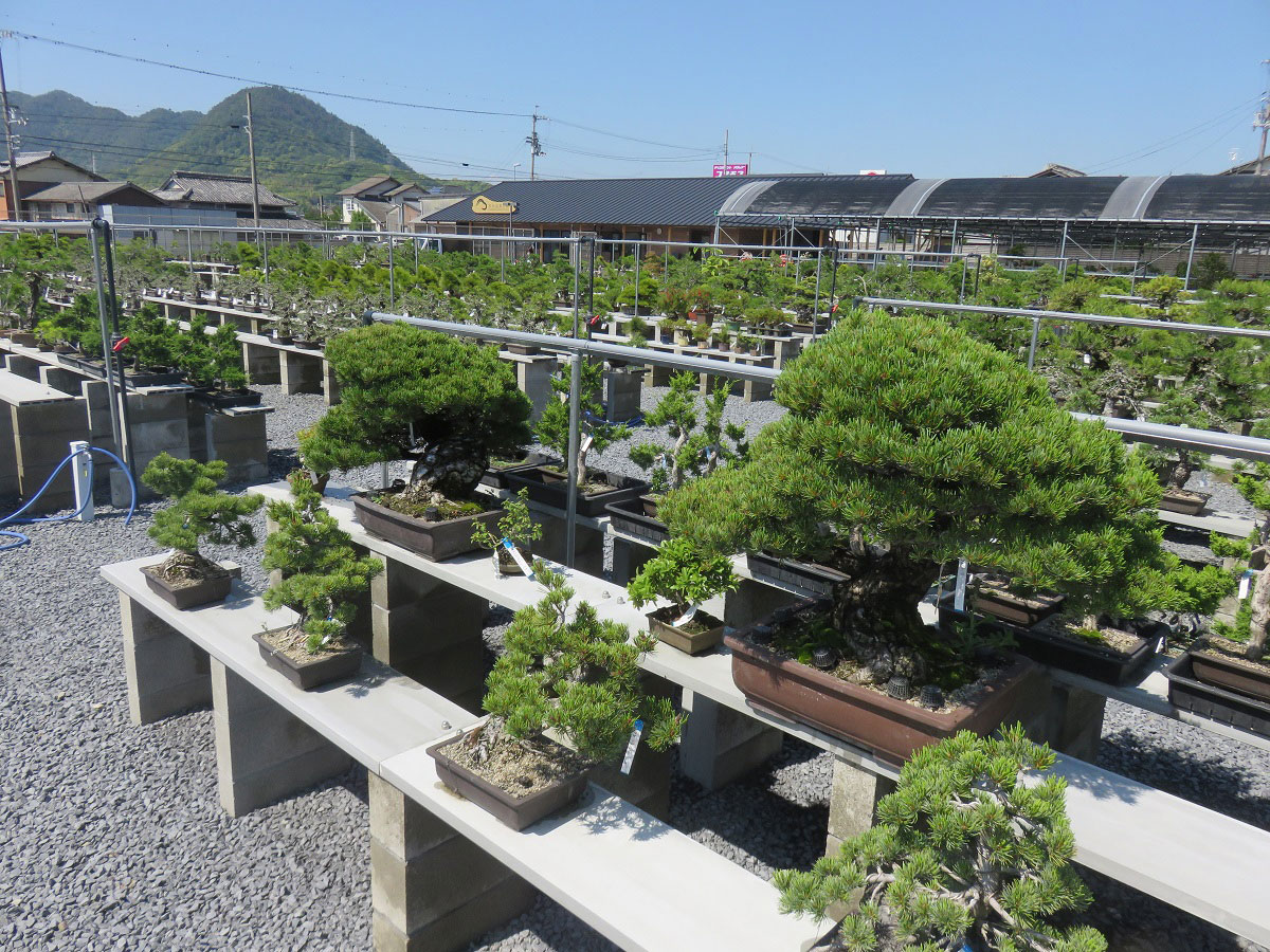 Takamatsu-bonsai-no-sato_1