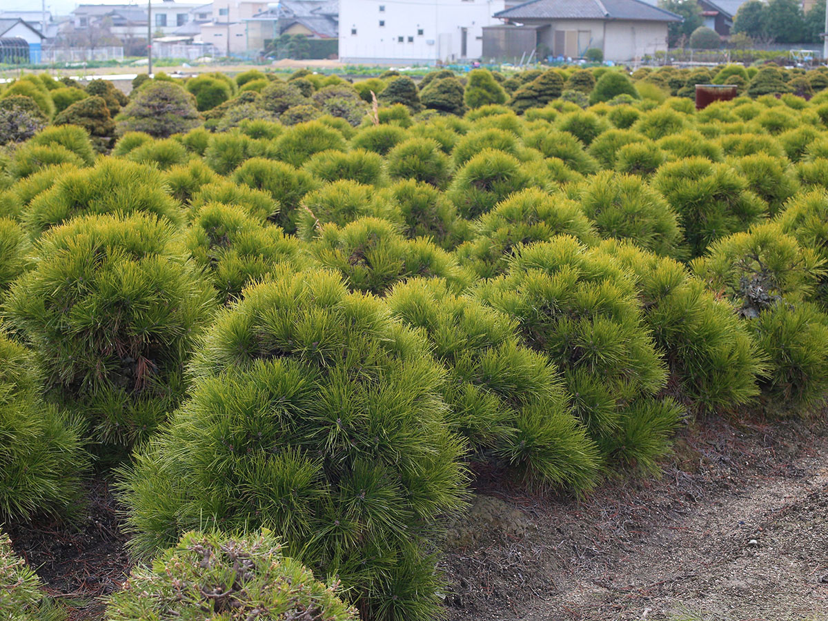 Takamatsu-bonsai-no-sato_4