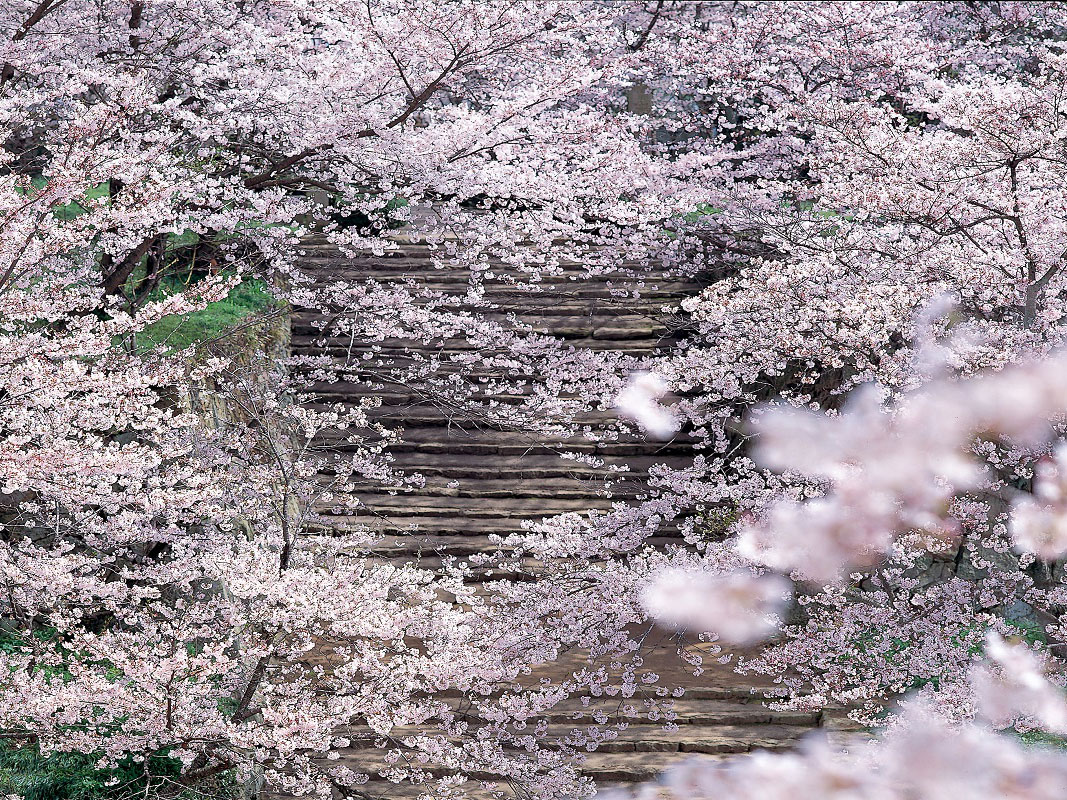 Tsuyama Castle (Kakuzan Park)_4